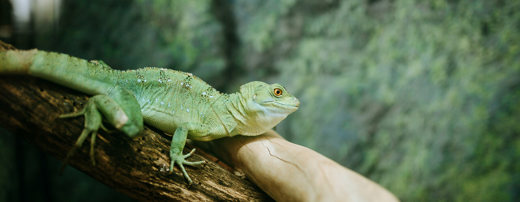 Close up of Lizard in animal management unit