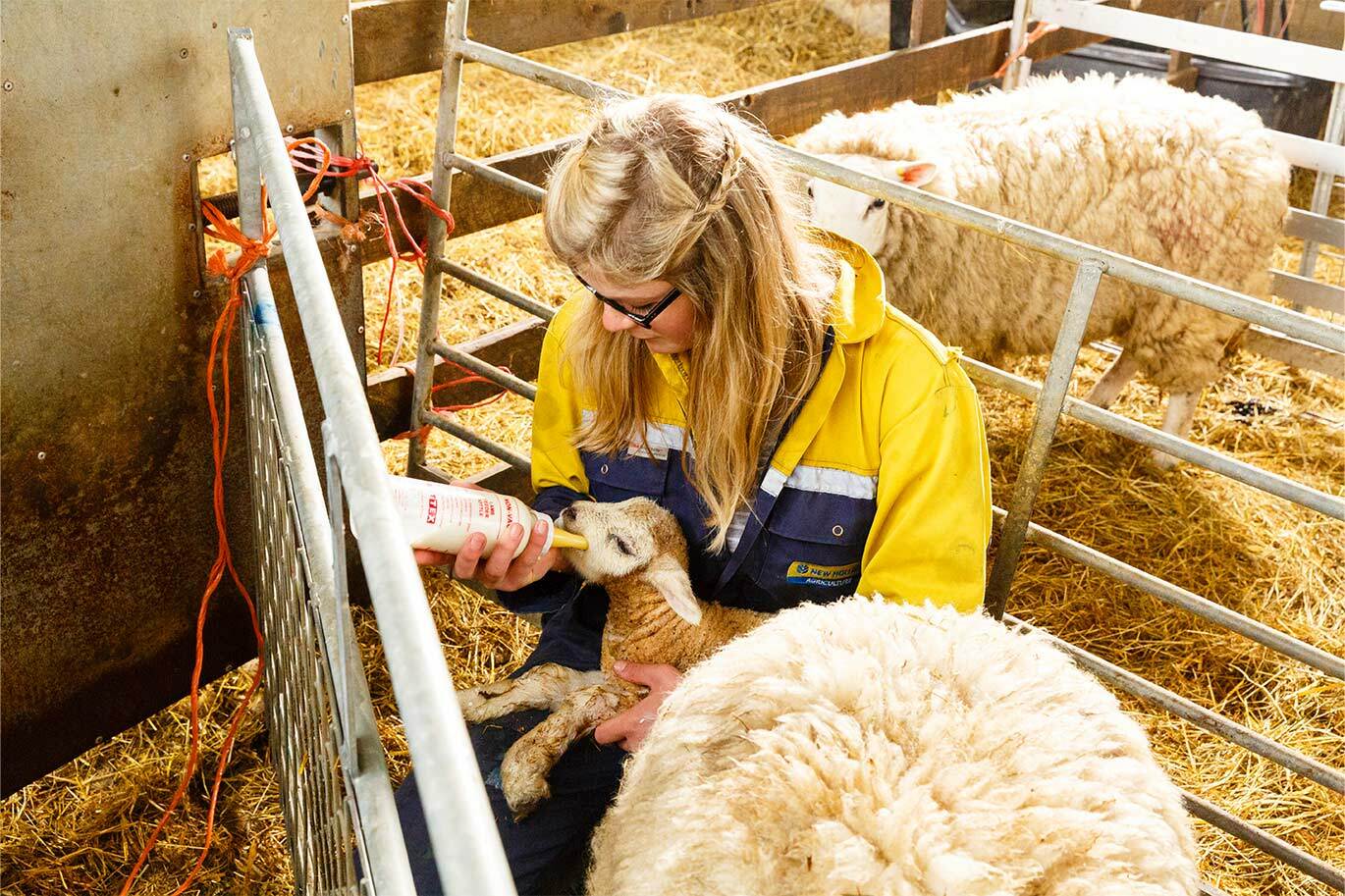 Agriculture student feeding lamb