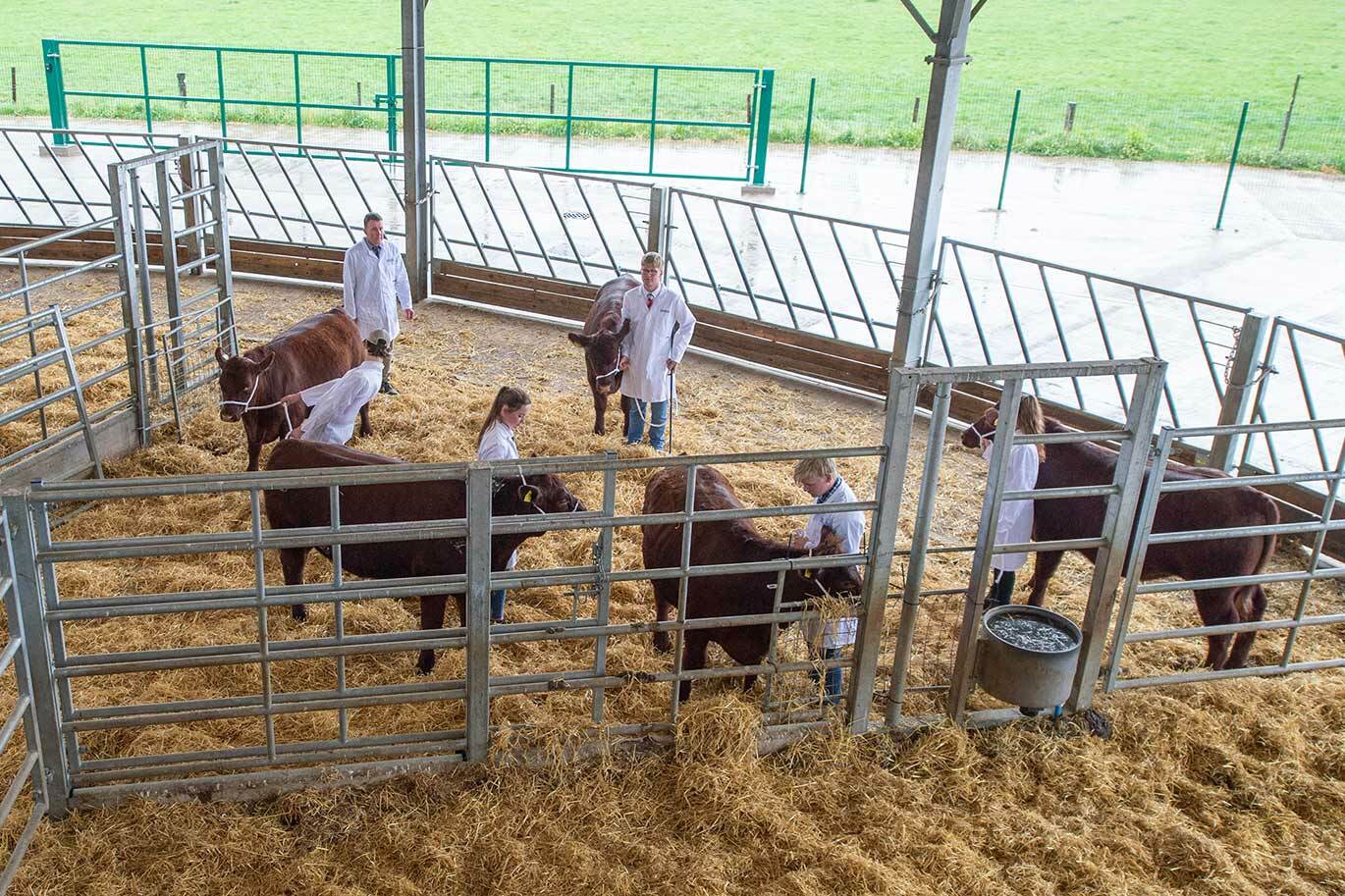 Agriculture students inside roundhouse with cattle