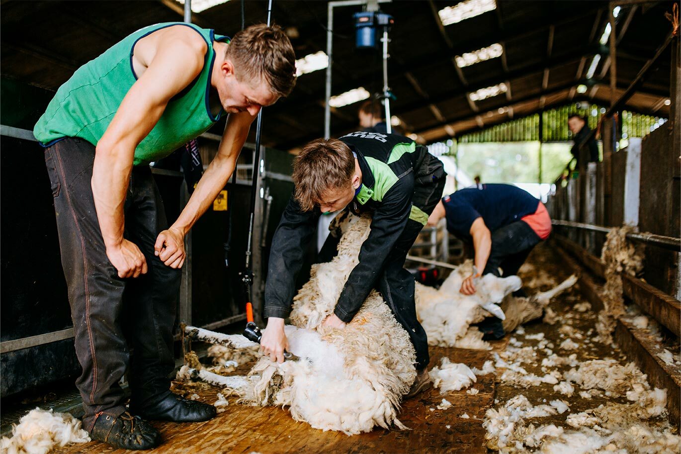 Agriculture students sheering sheep