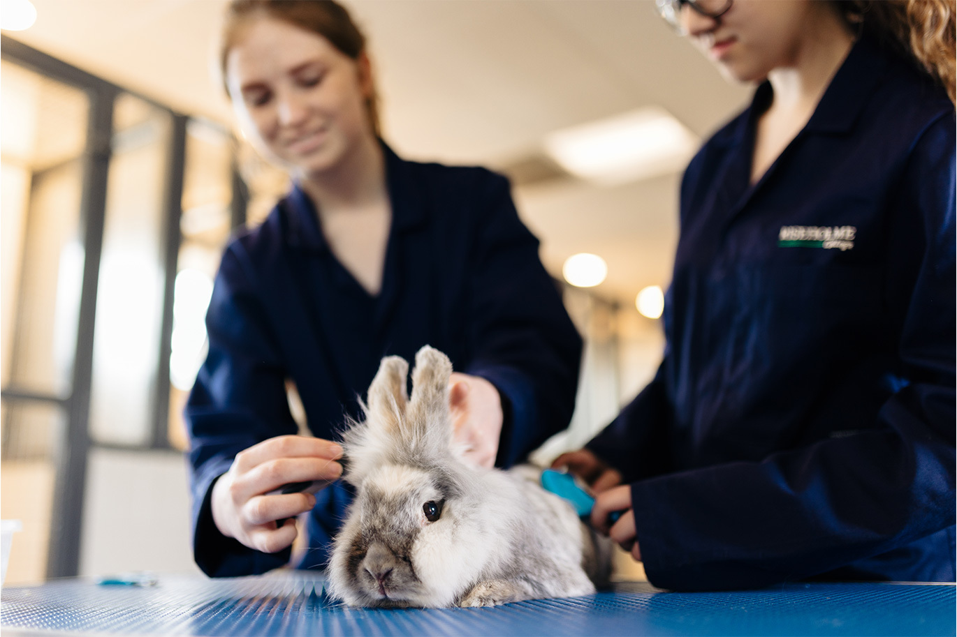 Animal management students handling rabbit