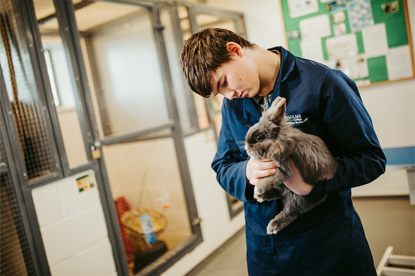 Animal student handling a rabbit