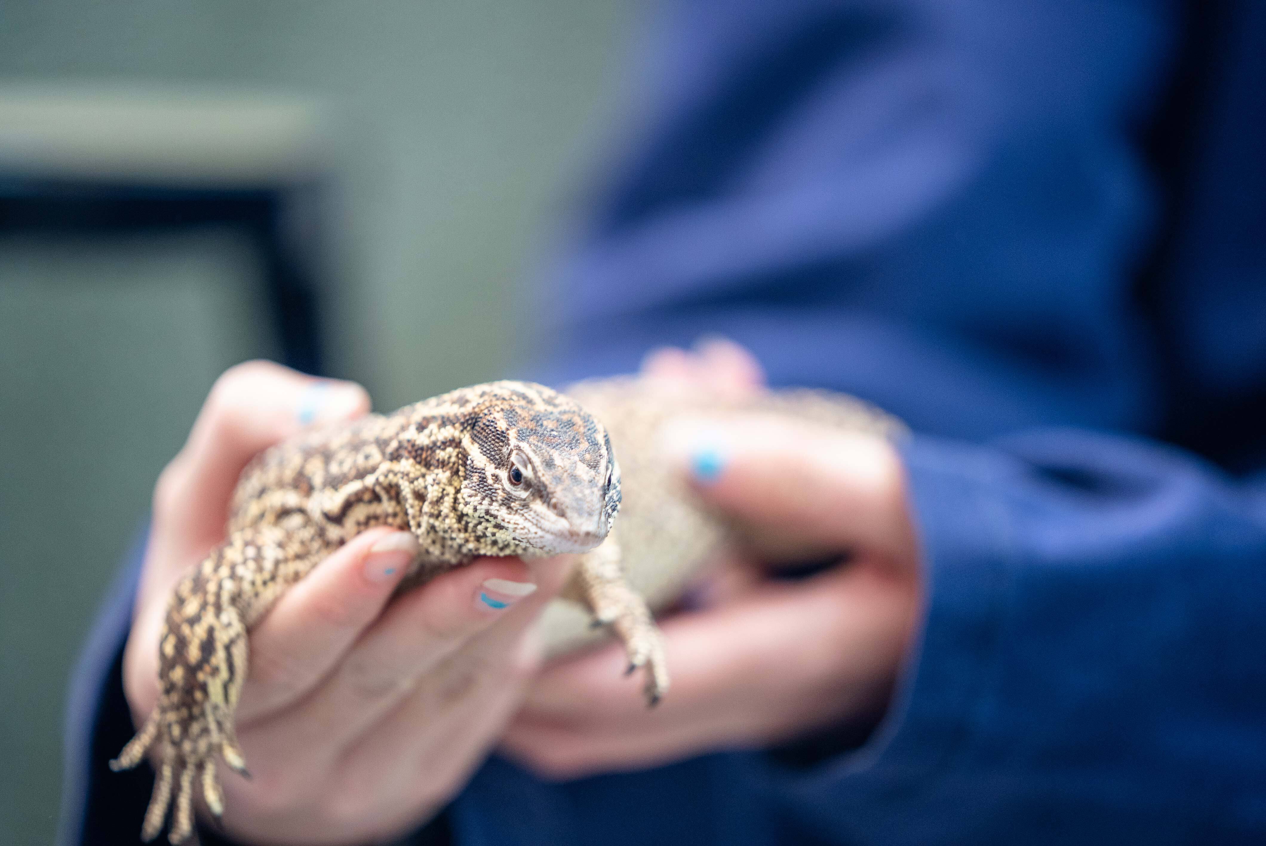 Bearded dragon