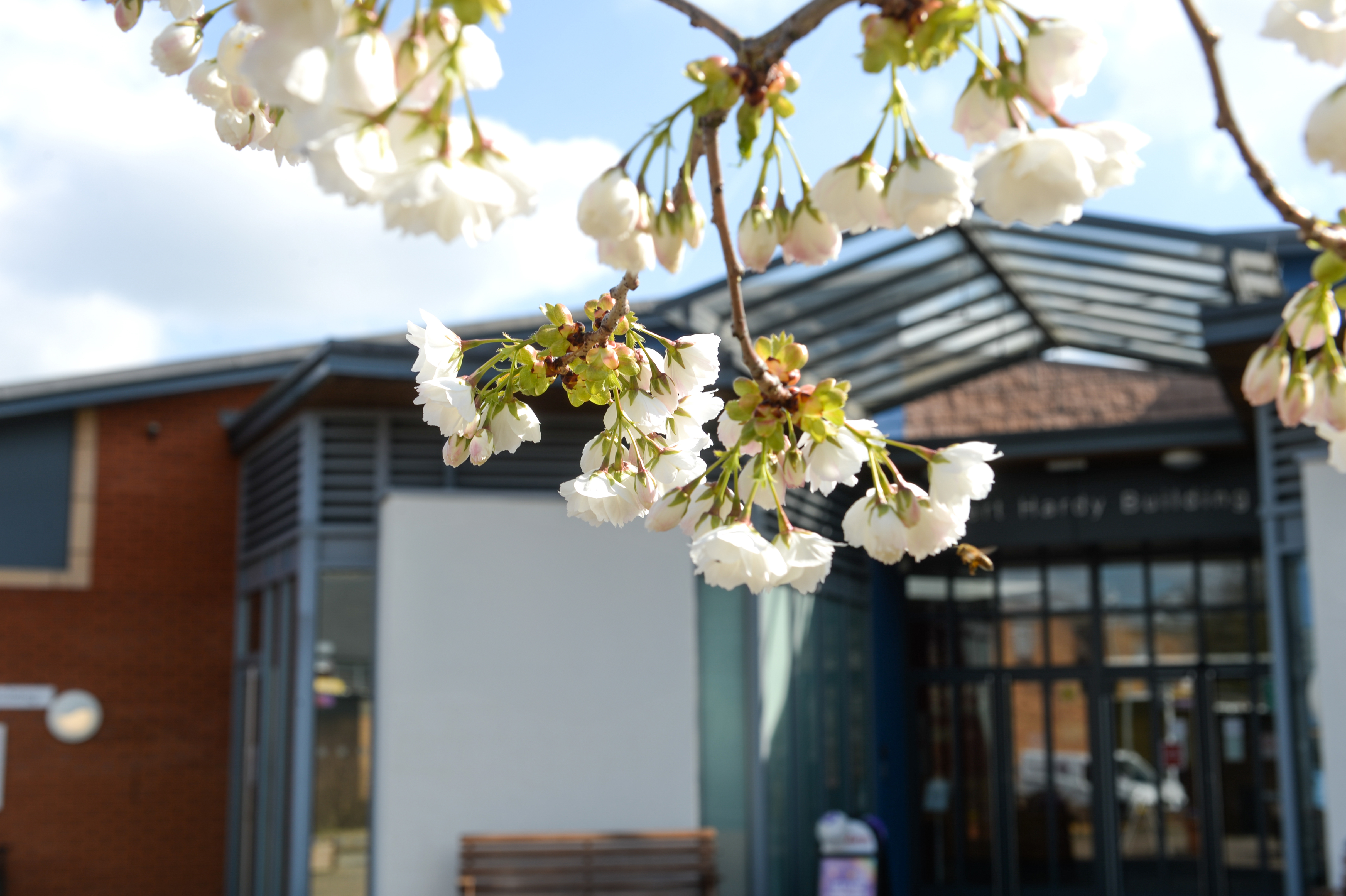 Blossom on a tree on Lincoln Bishop University campus