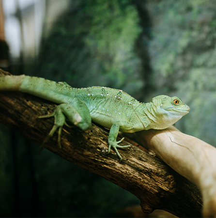 Close up of Lizard in animal management unit thumb