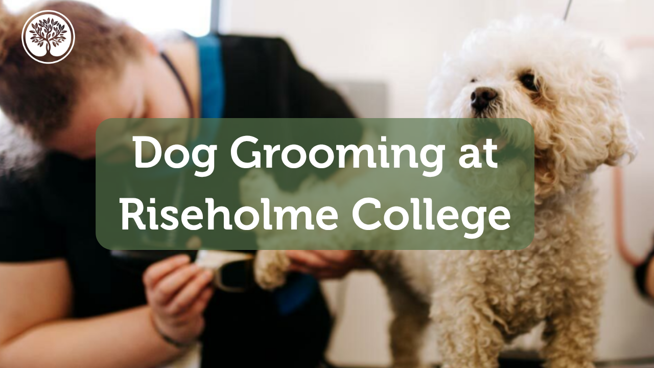 Dog Grooming