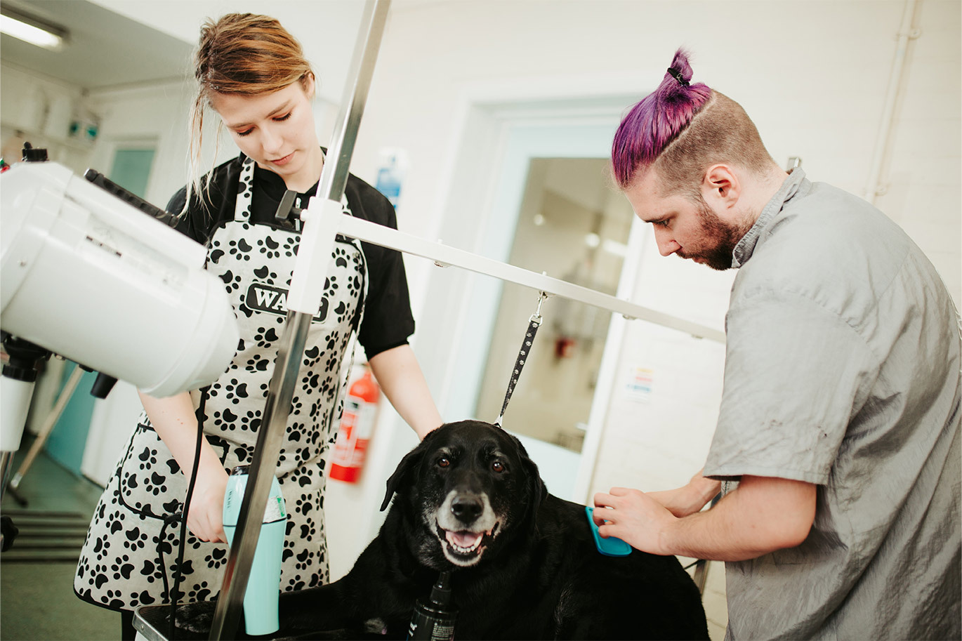 Dog being groomed by dog grooming students