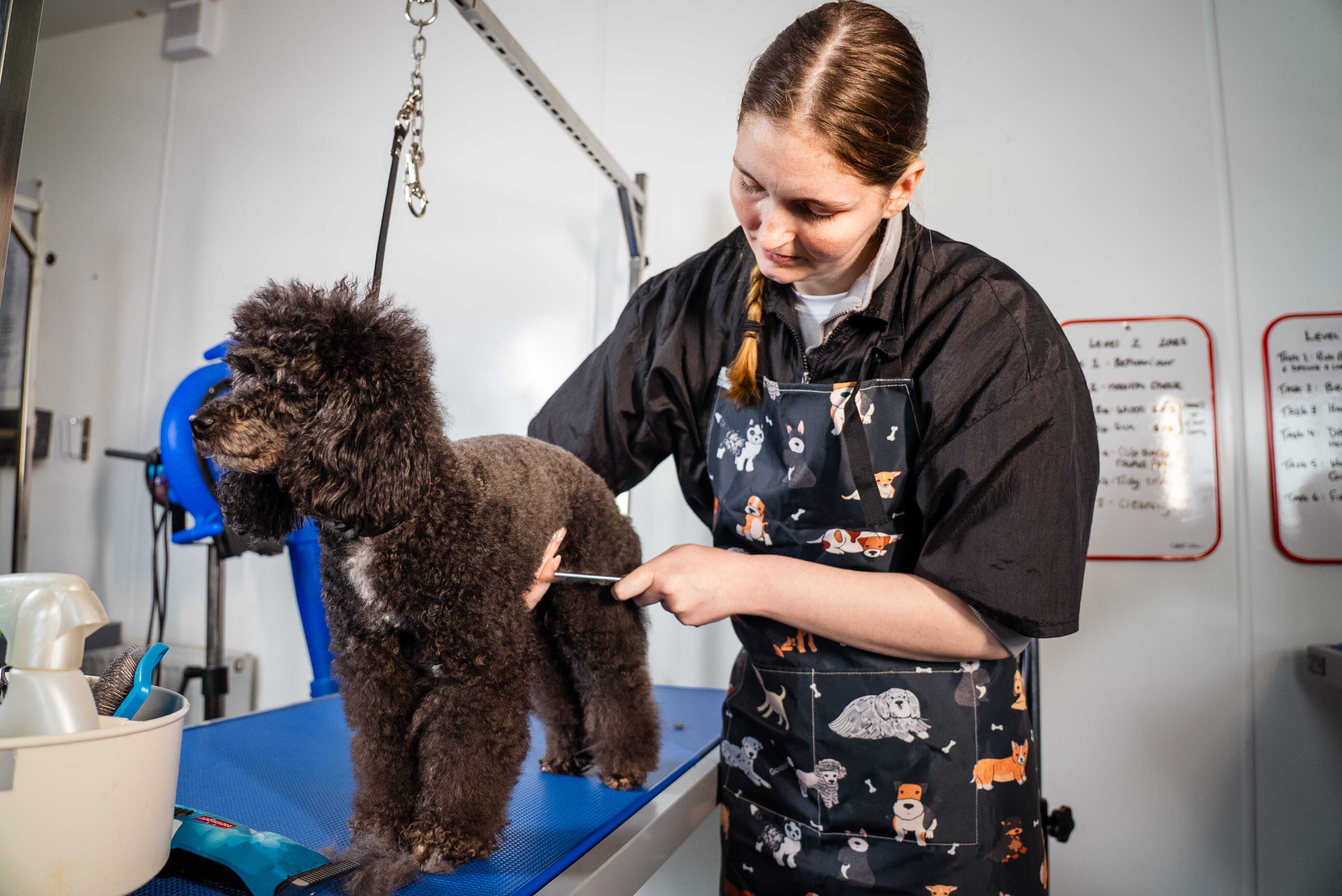 Dog grooming student grooming dog at Bishop Burton College 1