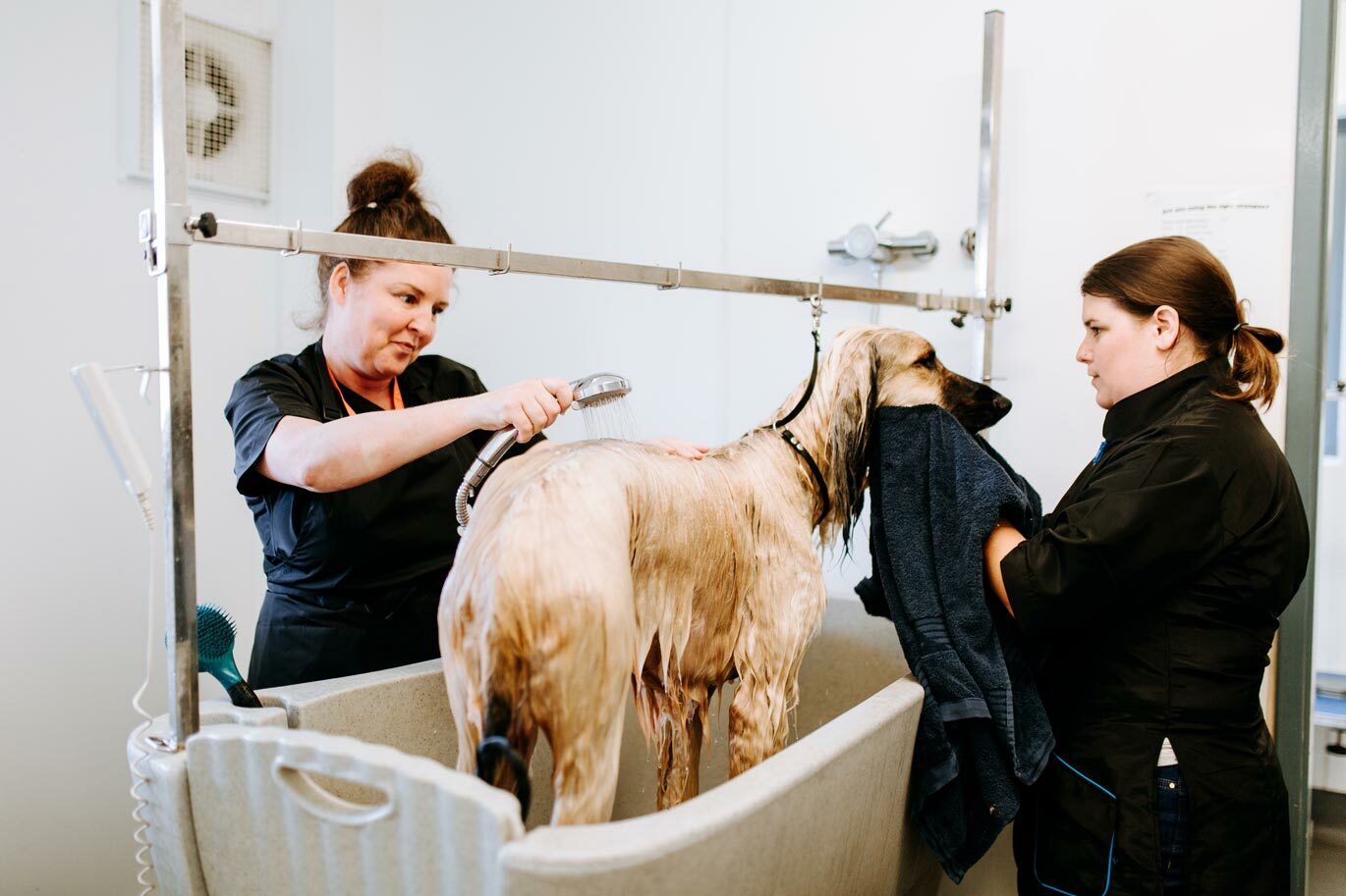 Dog having a bath at Lincolnshire grooming parlour