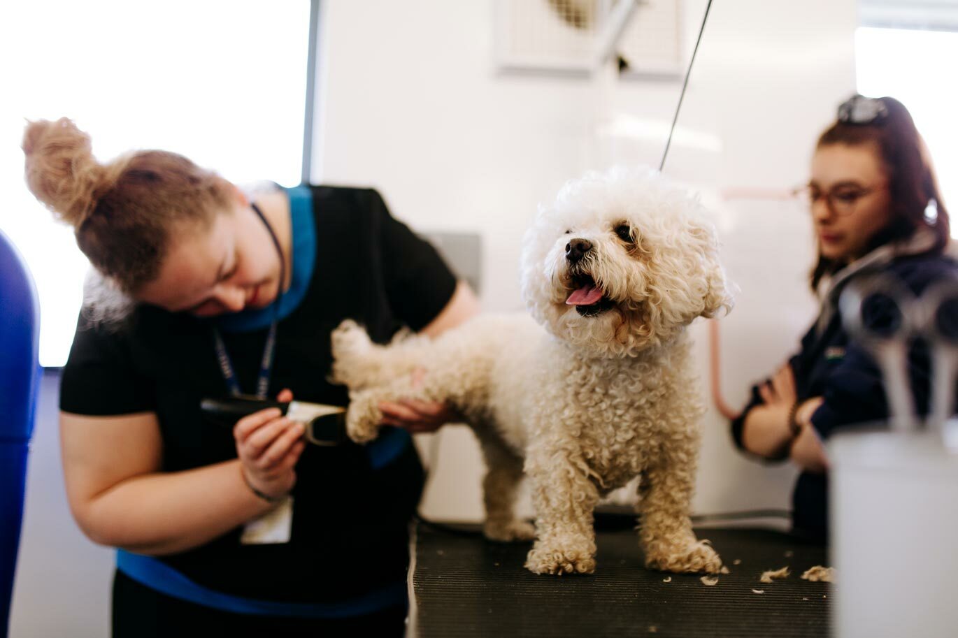 Dog smiling during groom at Riseholme