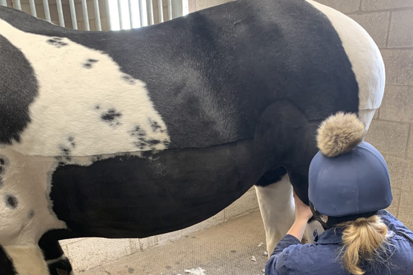 Equine clipping at Riseholme College