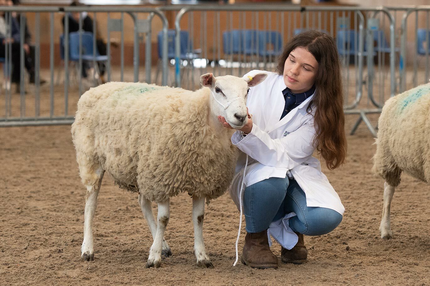 Female agriculture student presenting sheep at stockskills competition