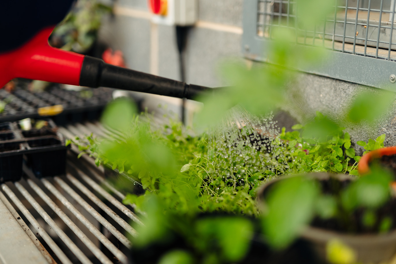 Horticulture course watering plants