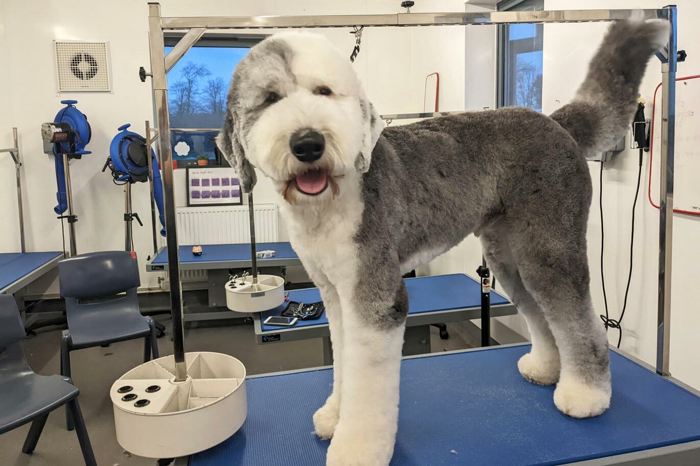 Olf English Sheepdog on grooming table at Riseholme College