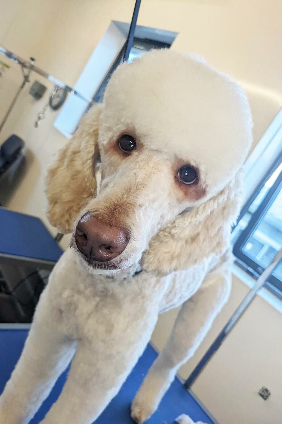 Poodle after groom at Riseholme parlour