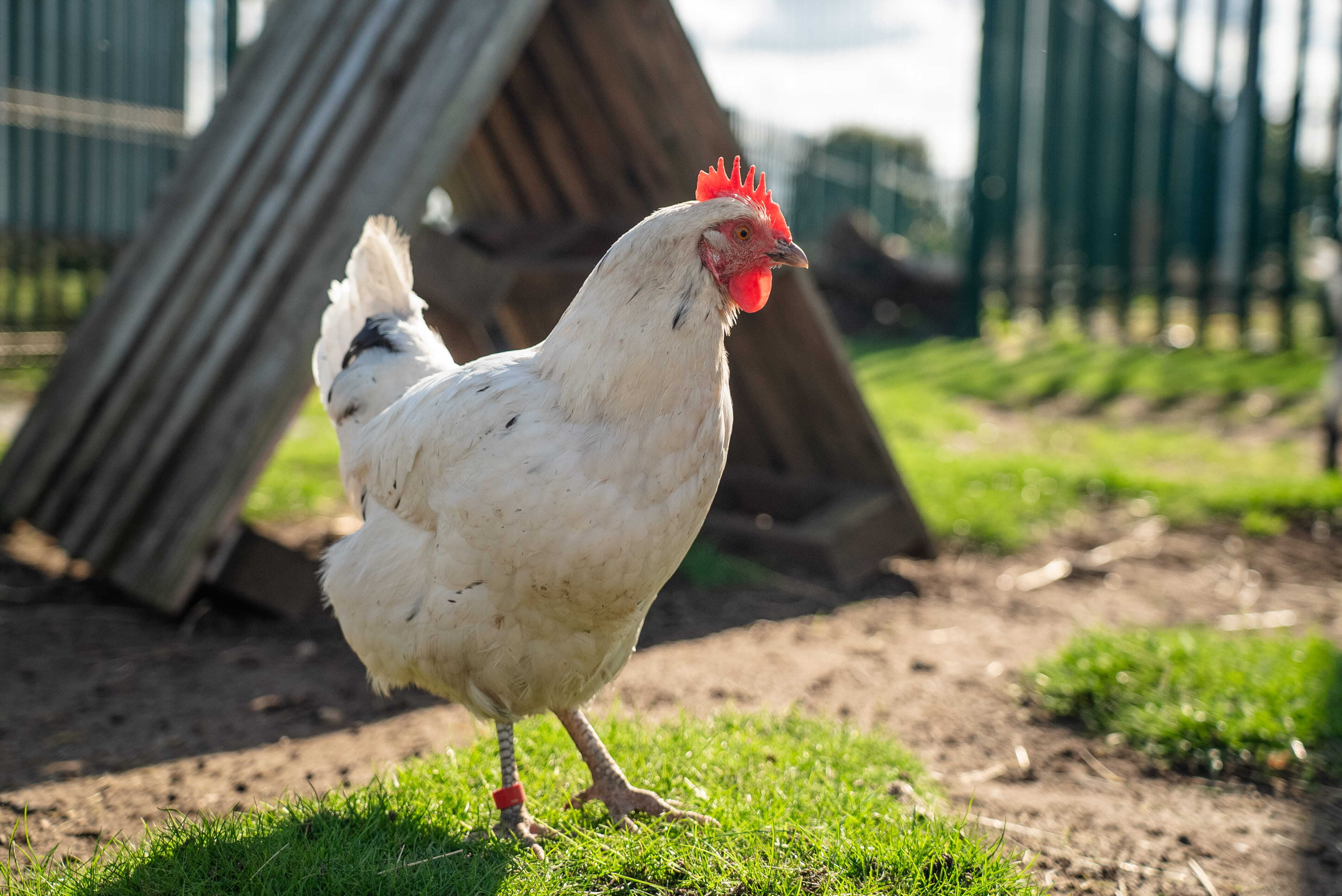RH Chicken