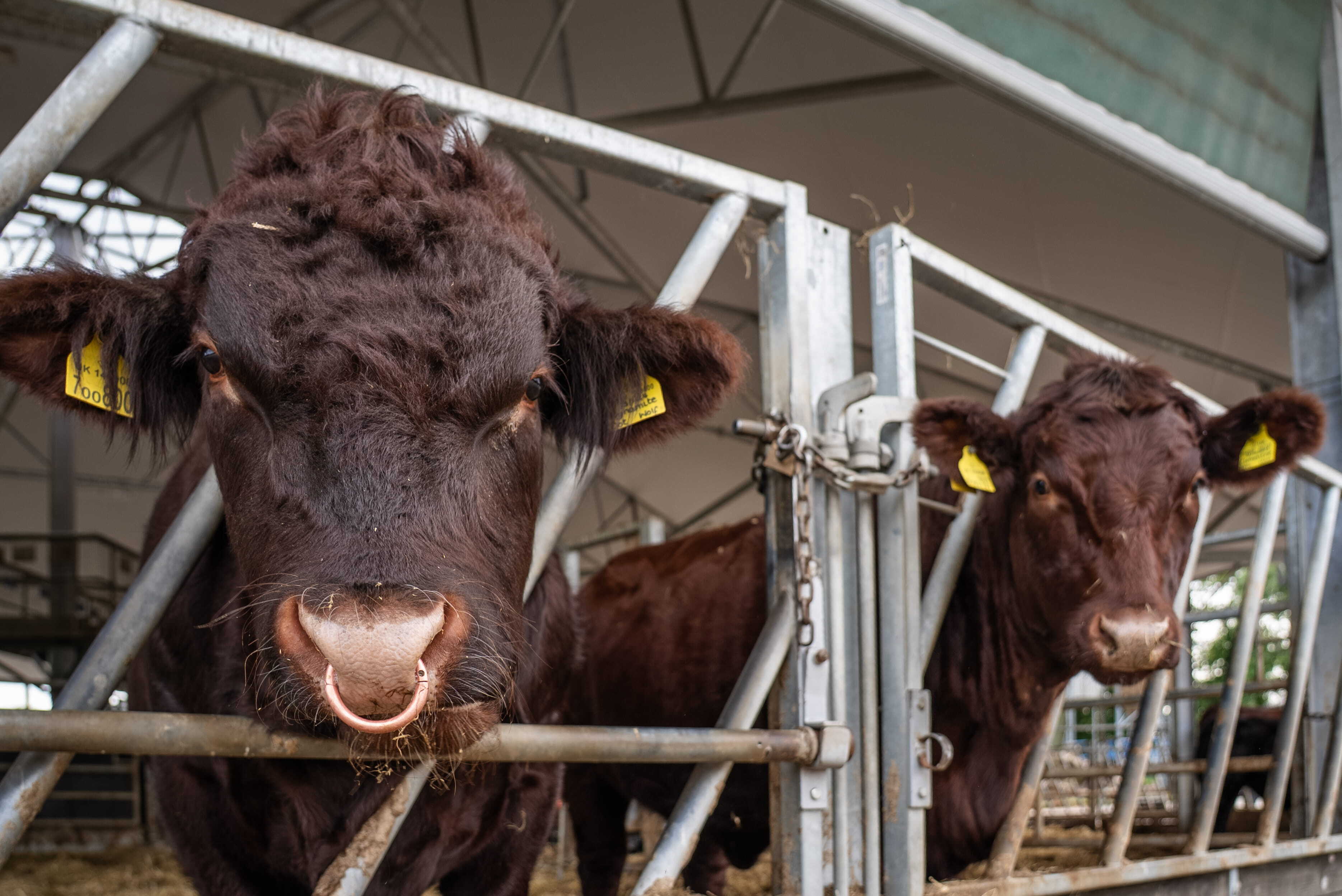RH Farm cows