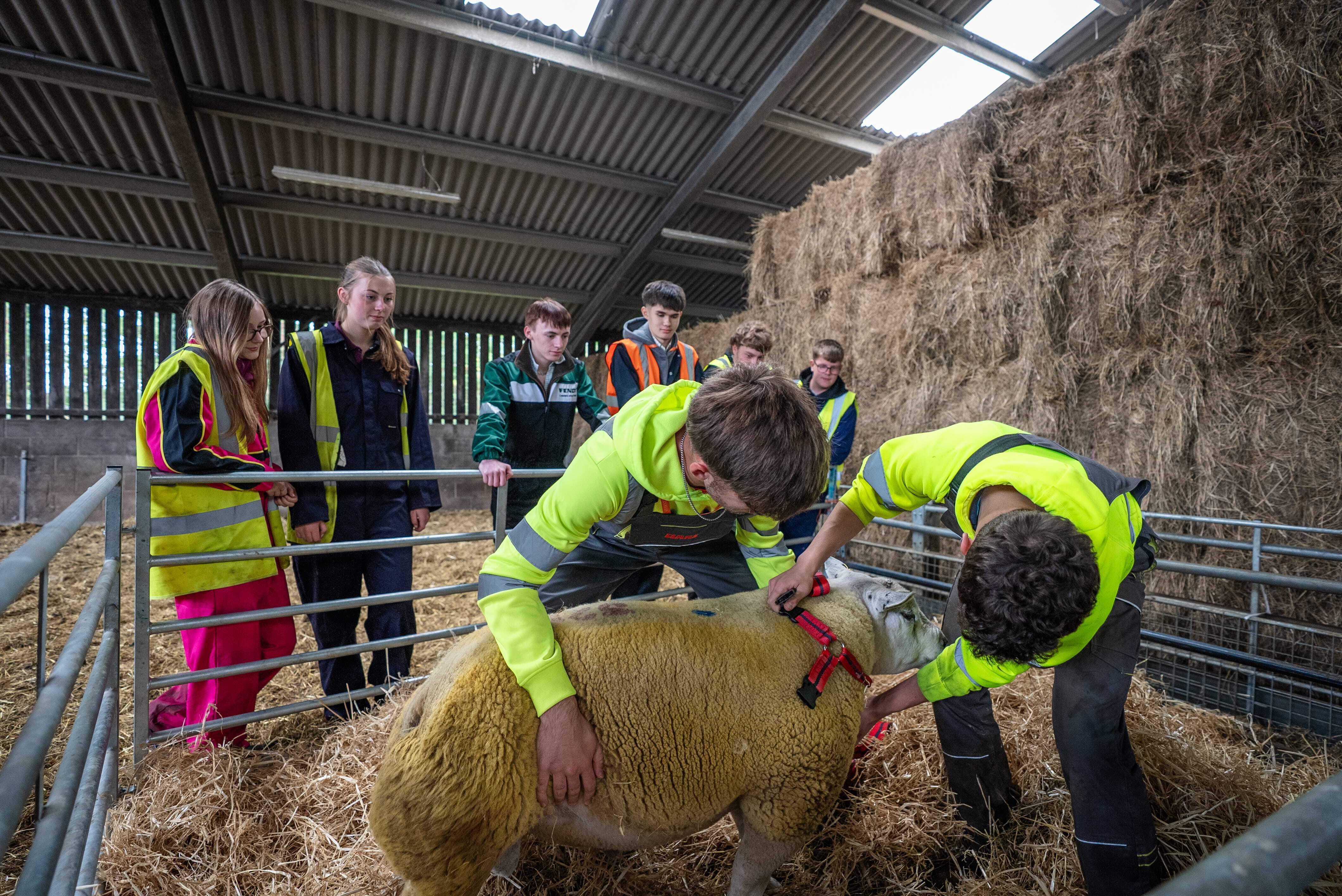 RH Farm trimming sheep