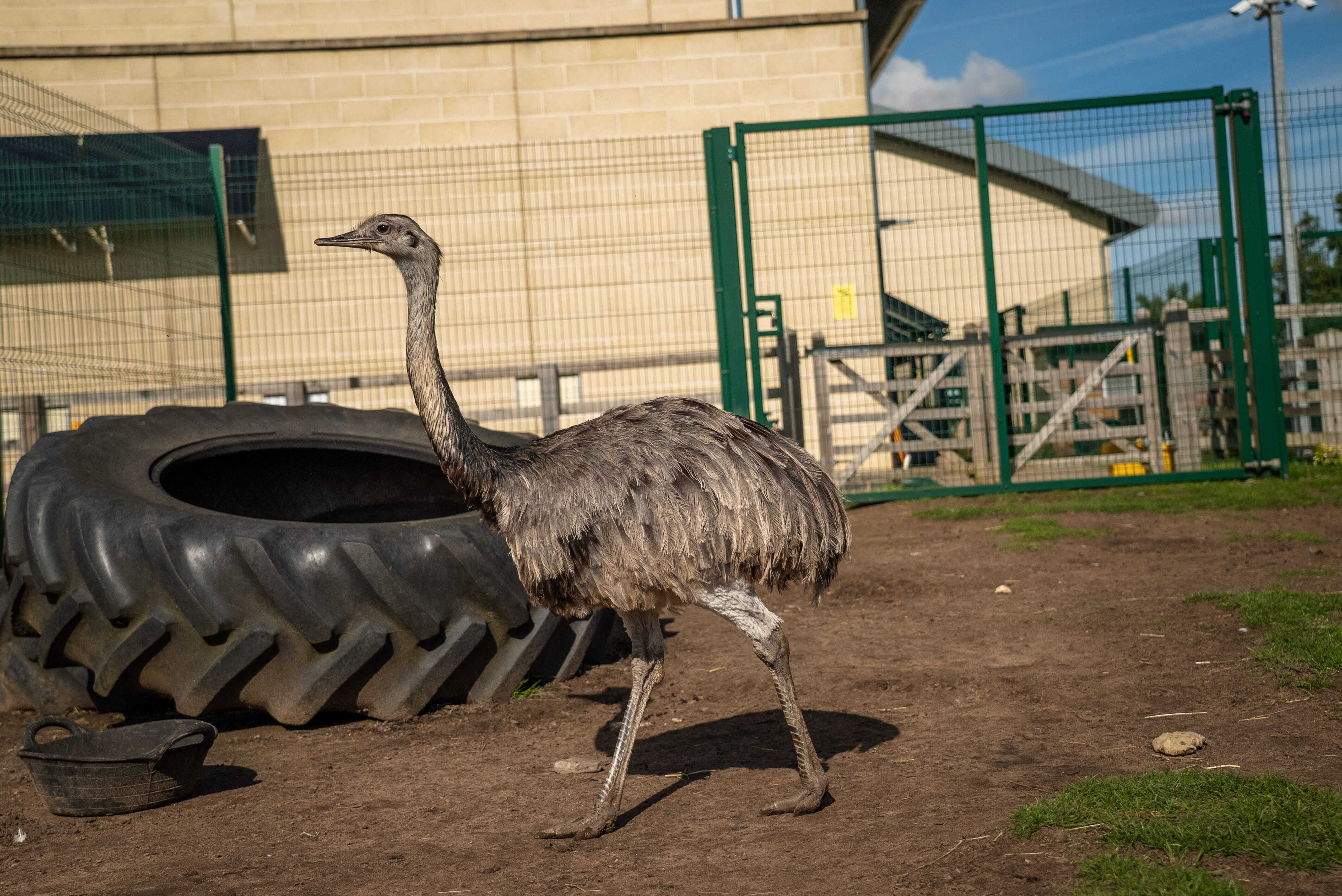 RH Rhea