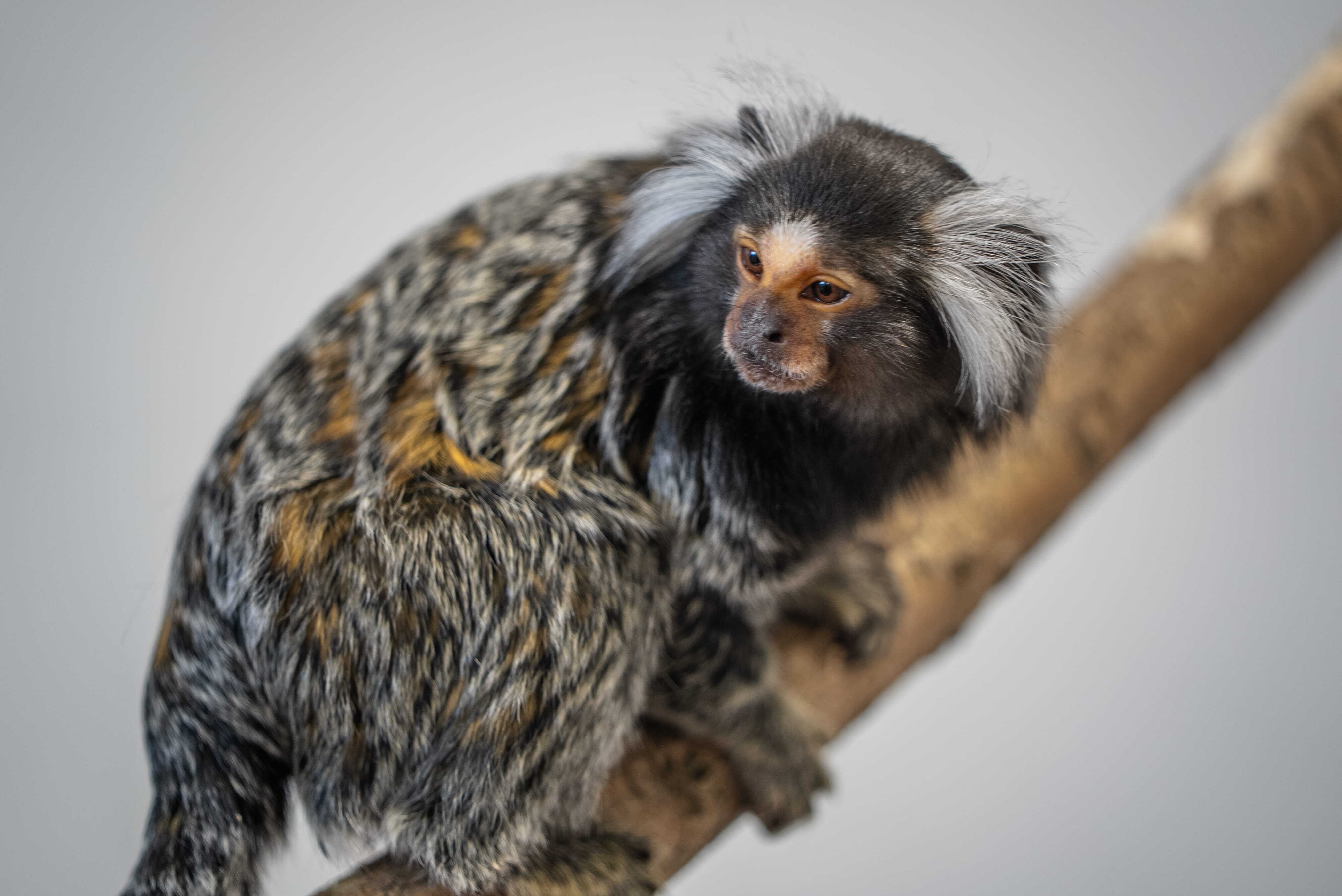 RH monkey