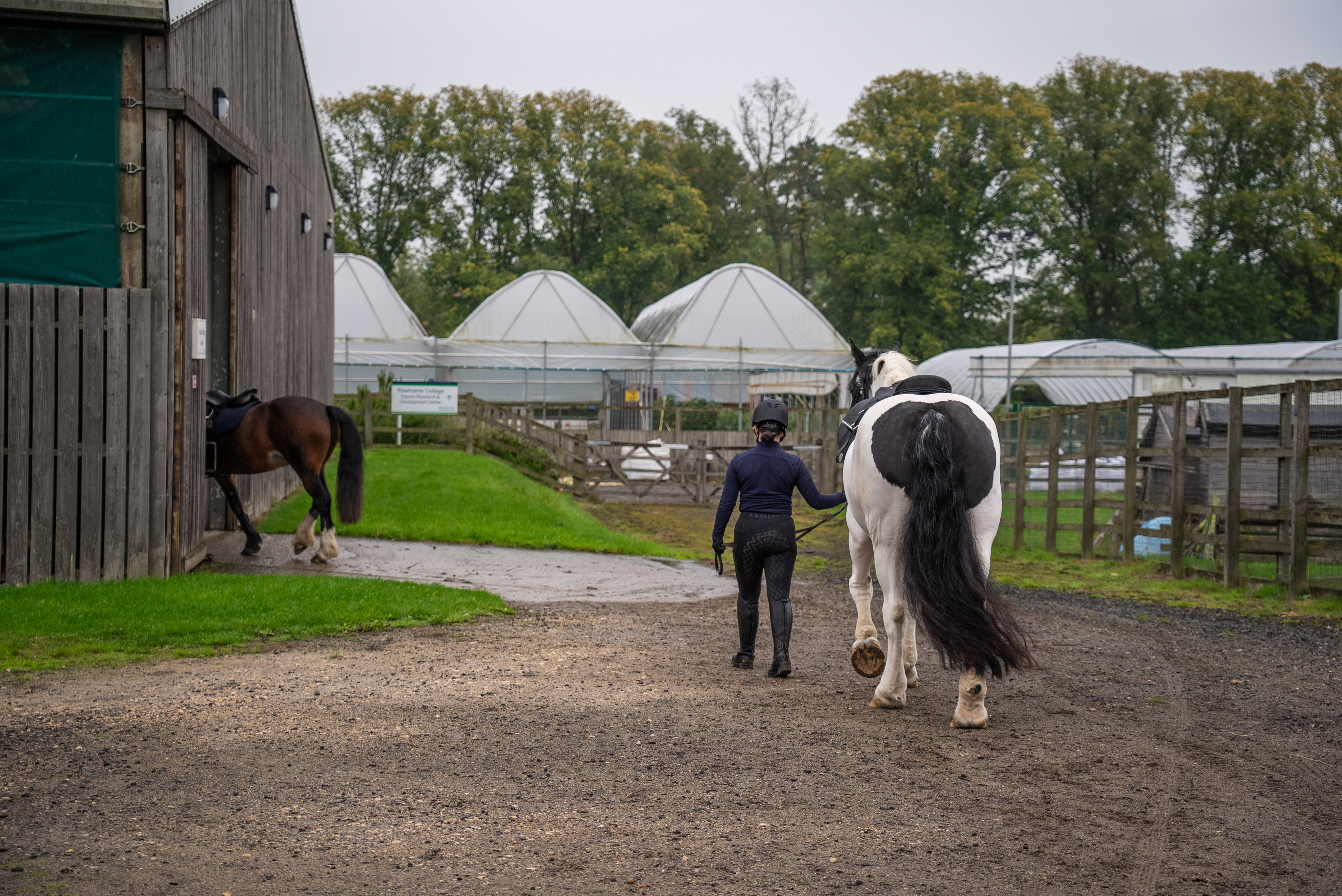 Riseholme Equine 12