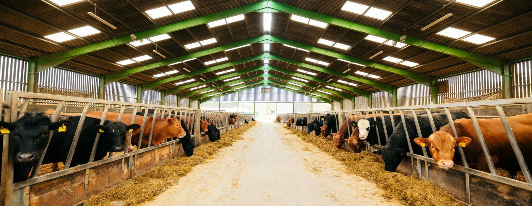 Stabiliser cattle in beef shed