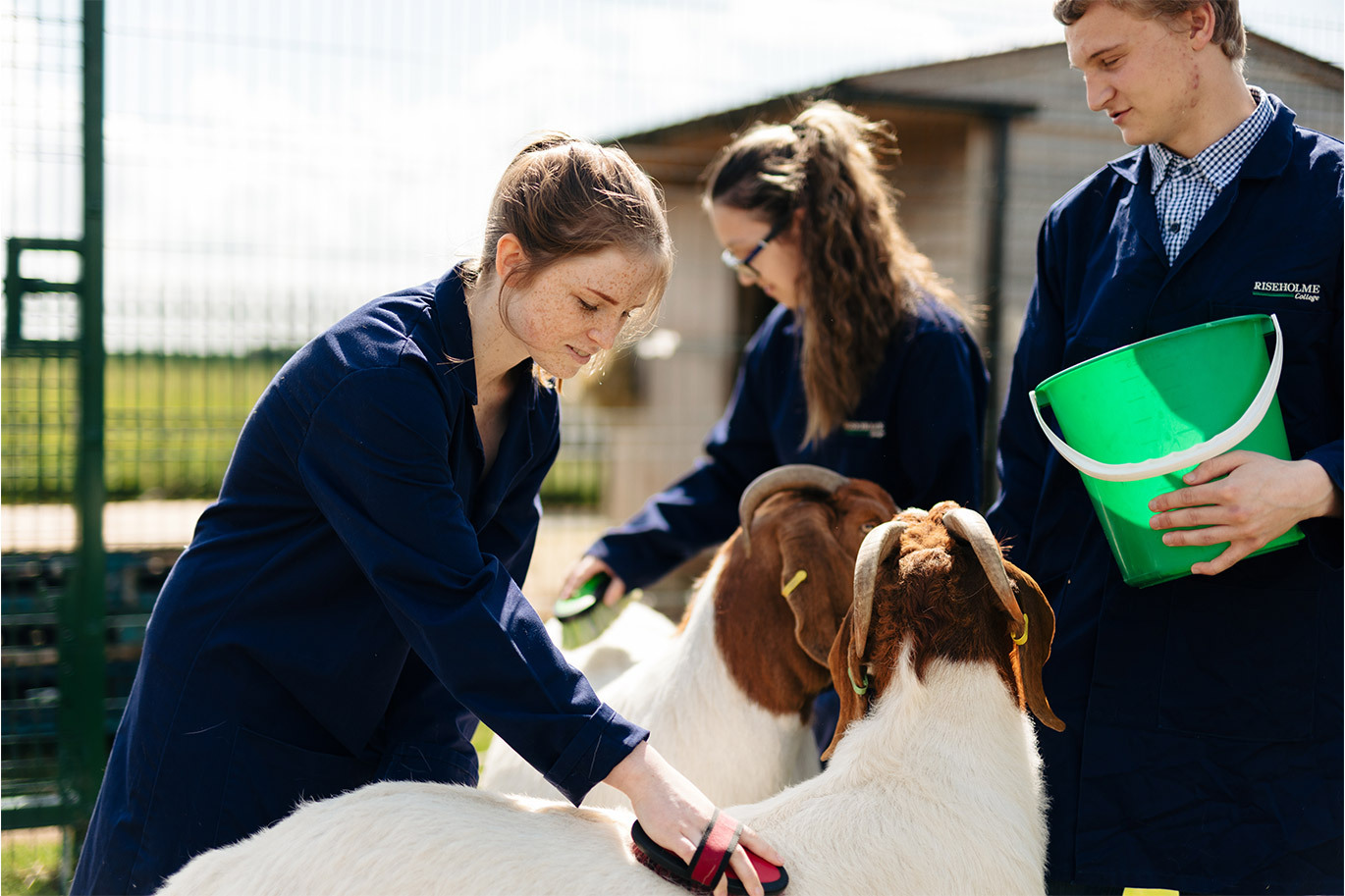 Students studying animal management grooming goats