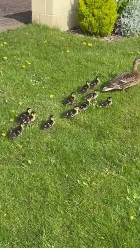 This little family heard about our quacking open