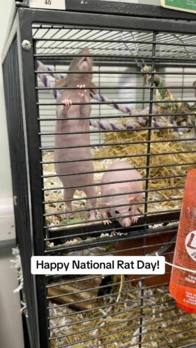 Happy National Rat Day 🐀

#Riseholme