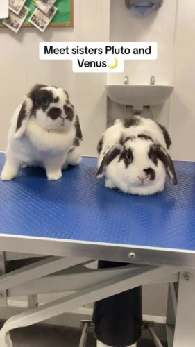 Meet our rabbits who are just out of this world,