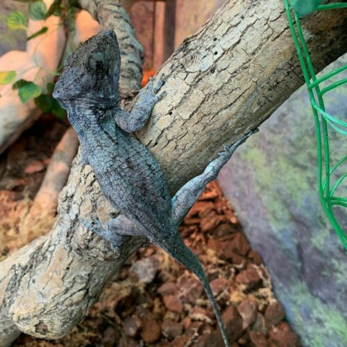 🦎 𝗪𝗲 𝗿𝗲𝗰𝗲𝗻𝘁𝗹𝘆 𝗮𝗱𝗱𝗲𝗱 𝗮 𝗽𝗮𝗶𝗿 𝗼𝗳 𝗖𝘂𝗯𝗮𝗻 𝗳𝗮𝗹𝘀𝗲