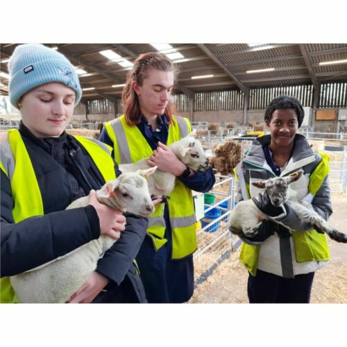 🐑 𝐀 𝐟𝐮𝐧 𝐟𝐢𝐥𝐥𝐞𝐝 𝐝𝐚𝐲 𝐨𝐯𝐞𝐫 𝐚𝐭 𝐭𝐡𝐞 𝐥𝐚𝐦𝐛𝐢𝐧𝐠 𝐜𝐞𝐧𝐭𝐫𝐞 🐑