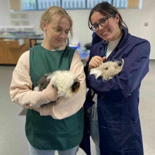 We've come to the end of Guinea Pig Awareness